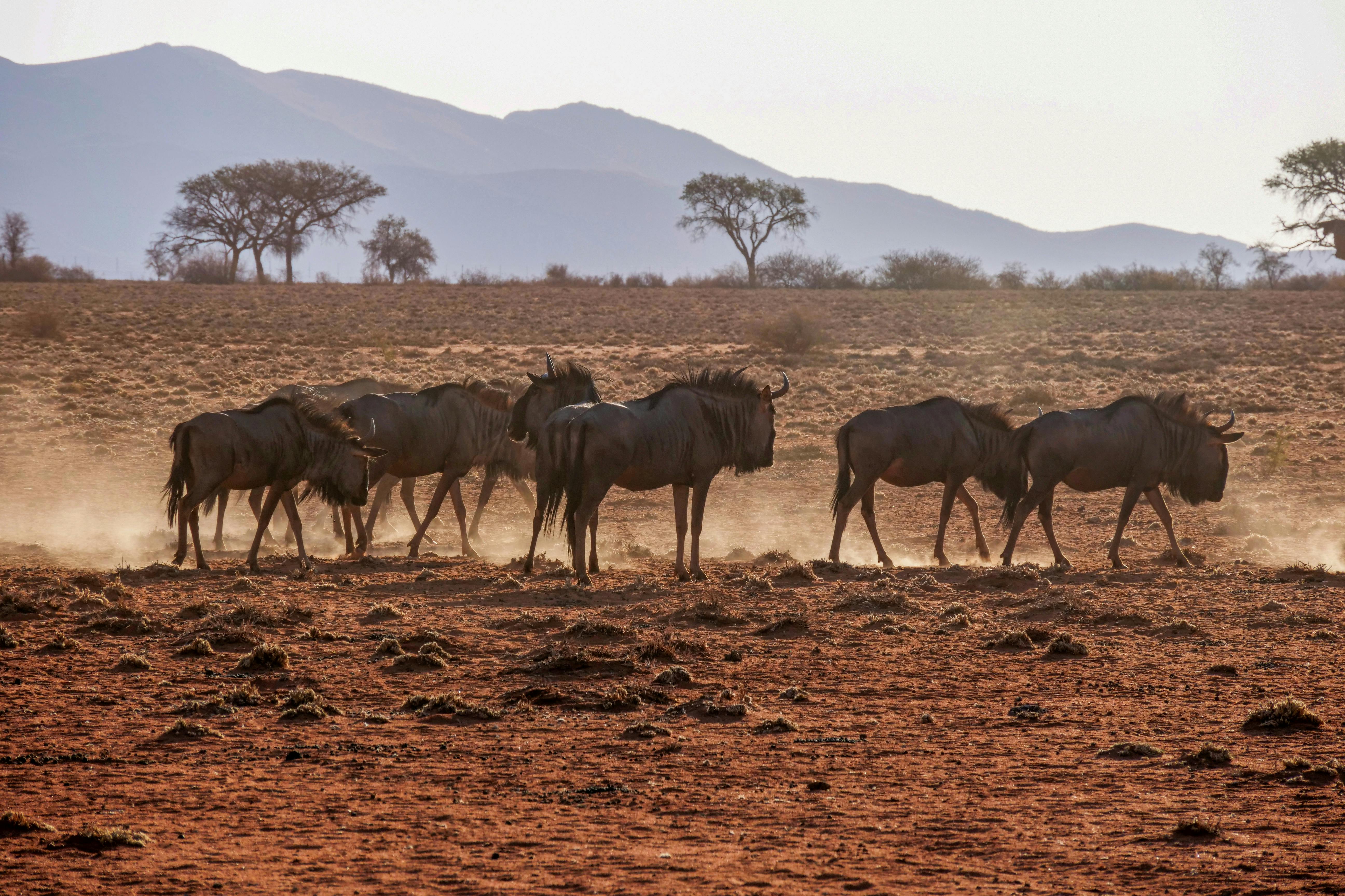 Maasai Culture